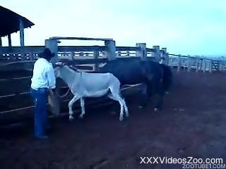 Sexy black horse fucks a ionate white pony at the farm