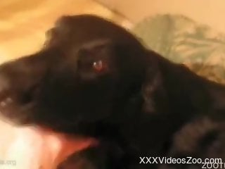 Sticking a loaded prick in a tight hole of a sweet labrador