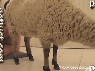 Sheep with tight anus got nicely nailed by ionate farmer