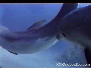 Watching and filming how two big dolphins fucking in the ocean