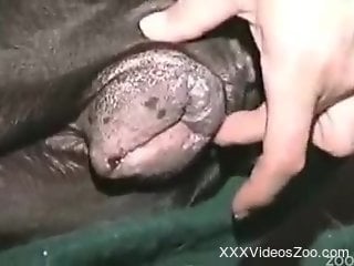 Raven-haired doberman is enjoying intensive sex with owner