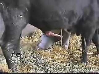 Amazing bestiality video that you're going to really dig