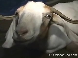 Appealing scenes when a man deep fucks his animal's pussy
