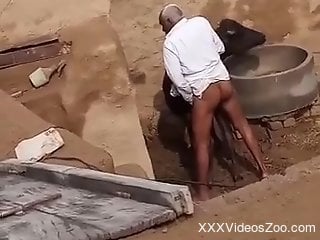 Mature man filmed in public when he tries to fuck a cow