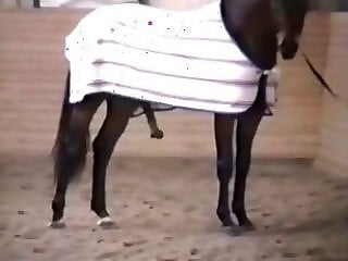 Zoophilia porn and animal sex