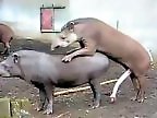 Zoo porn and zoo sex video
